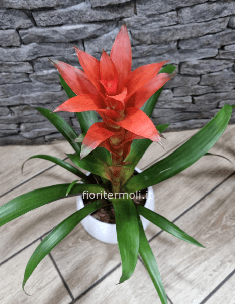 Pianta di guzmania