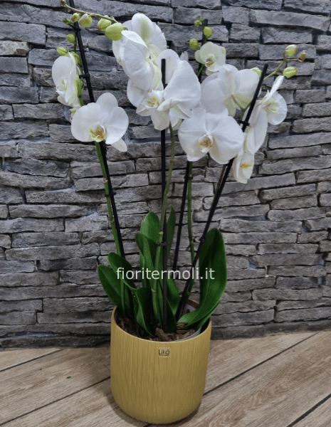 Pianta di phaleonopsis bianca