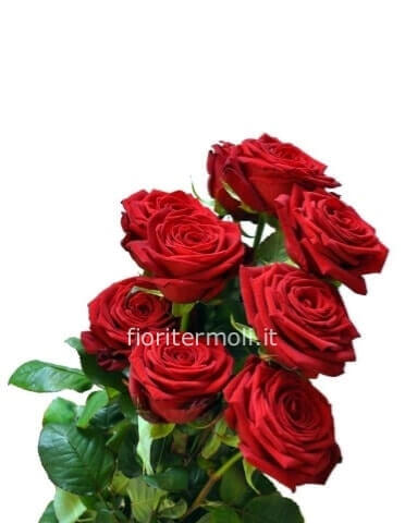 Rose a stelo MEDIO di prima scelta