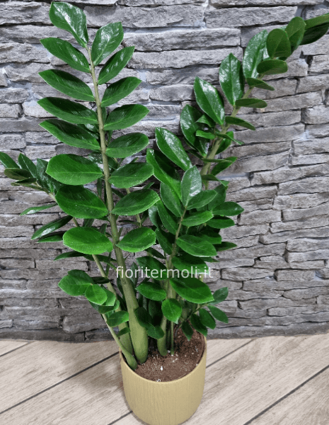 Pianta di Zamioculcas con vaso in ceramica 