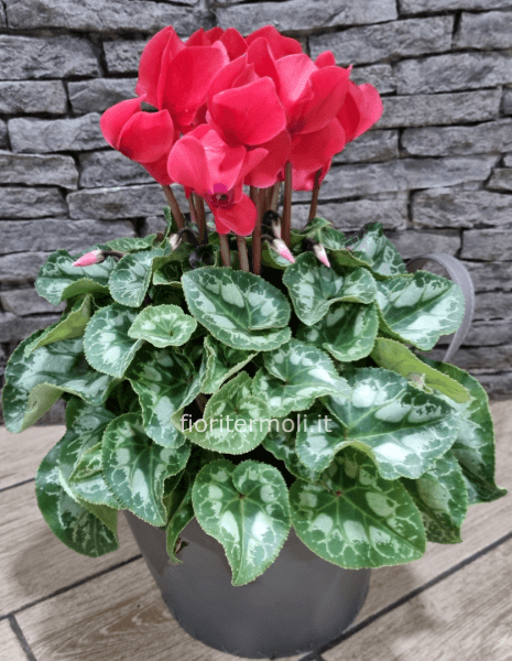 Pianta di ciclamino con vaso in coccio e coprivaso in pelle