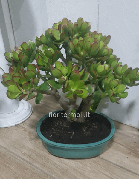 Bonsai Crassula