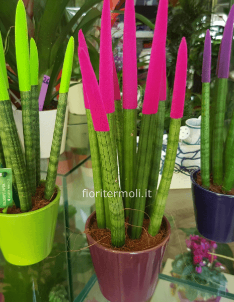 Pianta Sansevieria Velvet touchz piccola