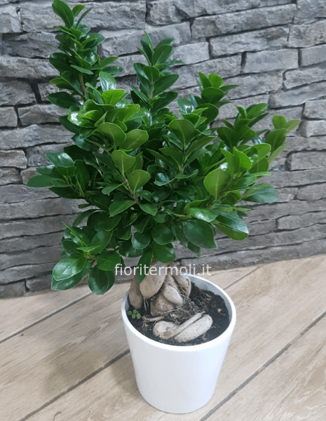 Bonsai Ficus Ginseng