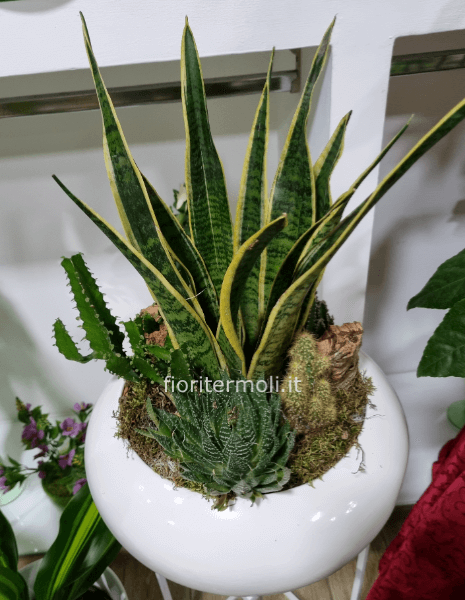 Composizione di Piante Grasse con  Vaso in Ceramica bianco