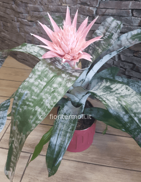 Pianta di Aechmea Fasciata con Vaso