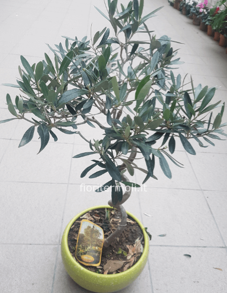 pianta di ulivo