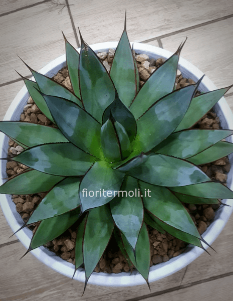 Agave  blue glow