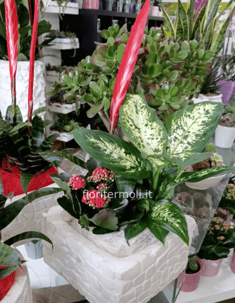 Composizione di piante con vaso