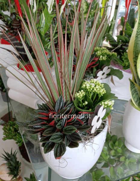 Composizione di piante con vaso in ceramica