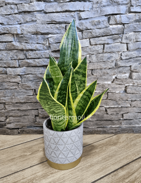 Composizione di piante di sanseveria con vaso 