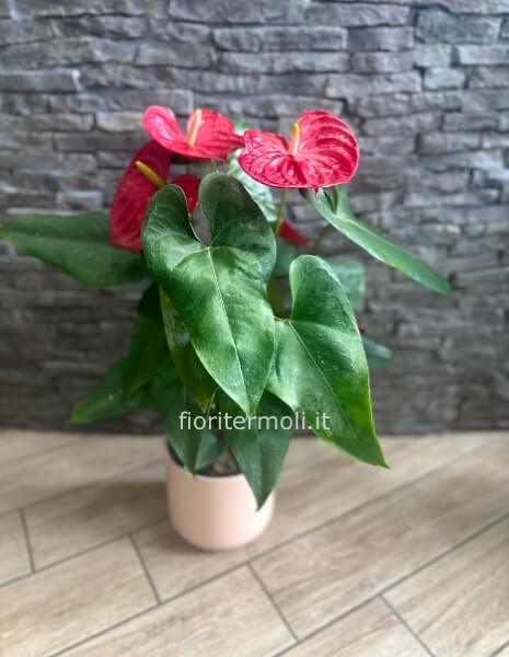 pianta anthurium con vaso in ceramica