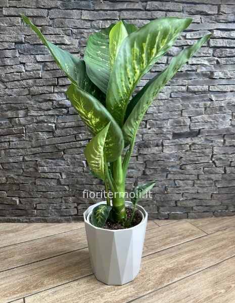 dieffenbachia con vaso
